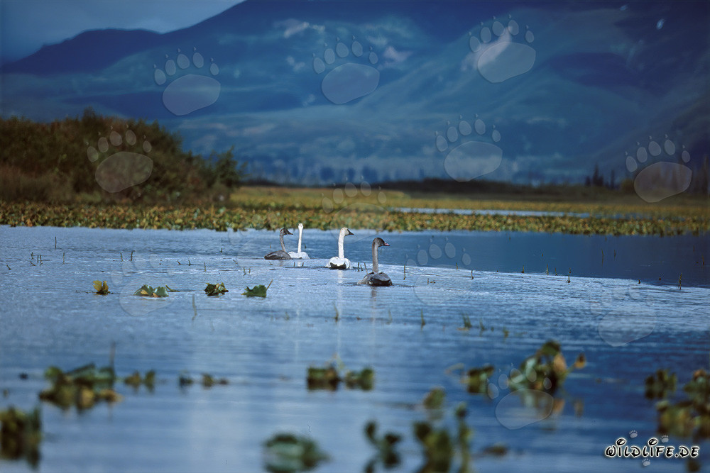 Famiglia maestosa di cigni trombettieri al Cook Inlet in Alaska