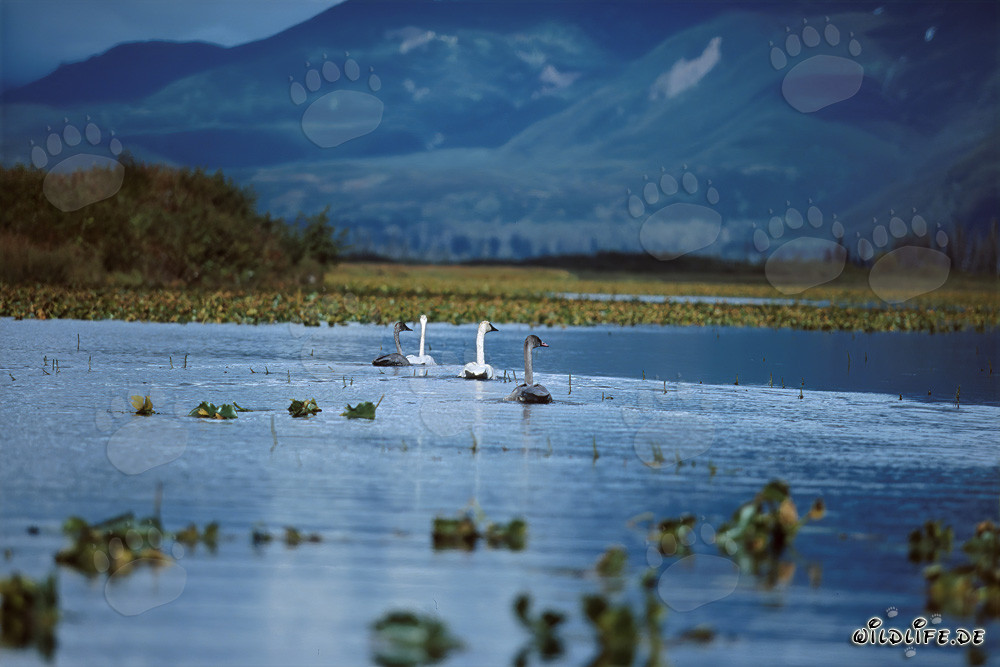 Familia majestuosa de cisnes trompeteros en el Cook Inlet de Alaska