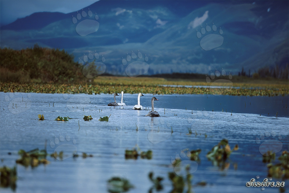 Famille majestueuse de cygnes trompettes au Cook Inlet en Alaska