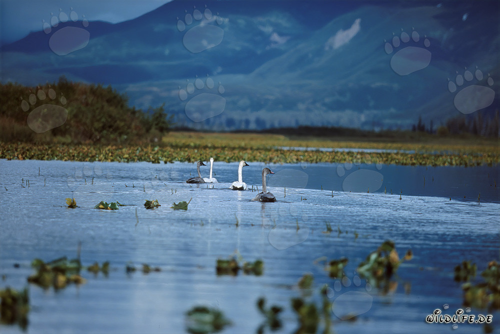 Majestic Trumpeter Swan Family at Cook Inlet in Alaska