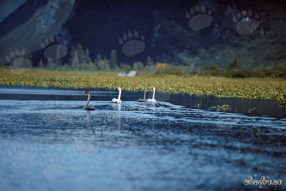 Cisnes trompeteros majestuosos en un lago escondido en Alaska