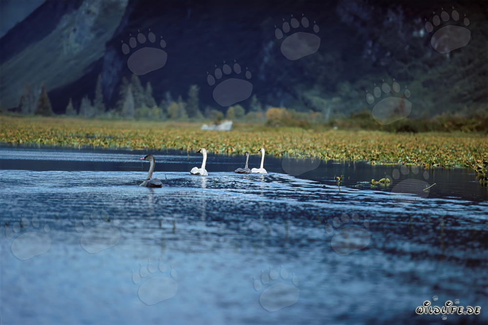Cygnes trompeteurs majestueux dans un lac caché en Alaska