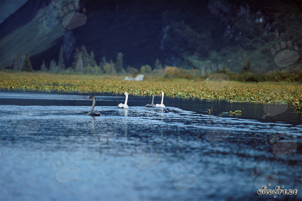 Majestic trumpeter swans in a hidden lake in Alaska