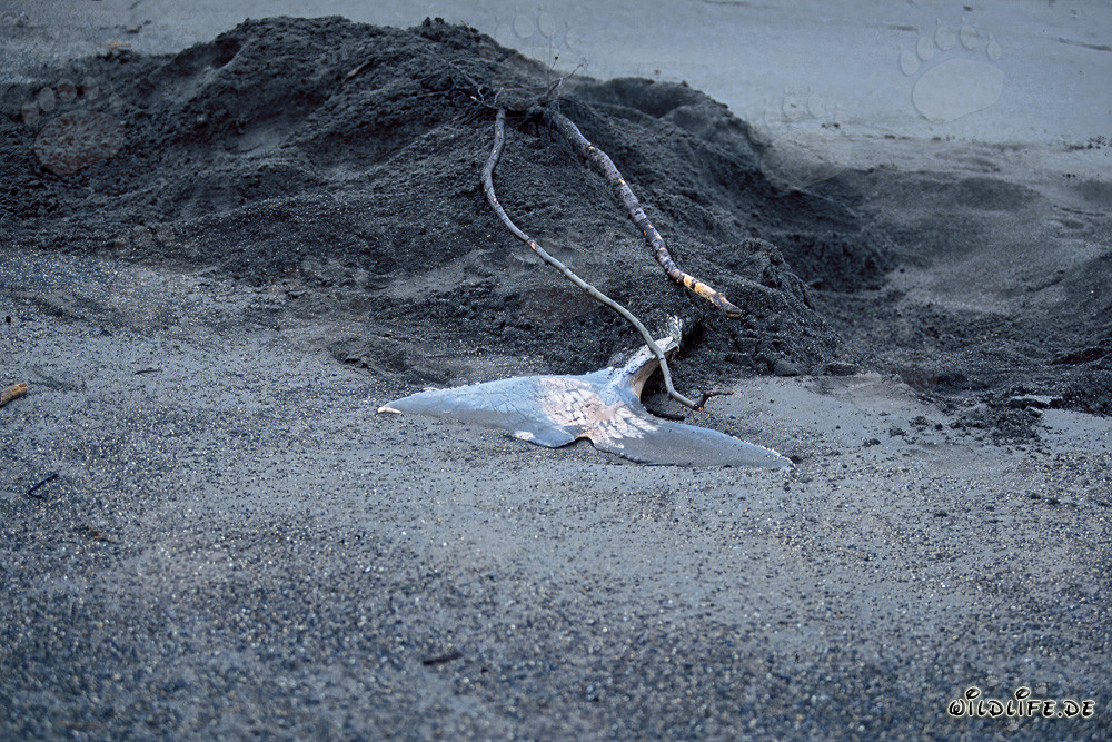 Grizzly bear burying Beluga at Cook Inlet in Alaska