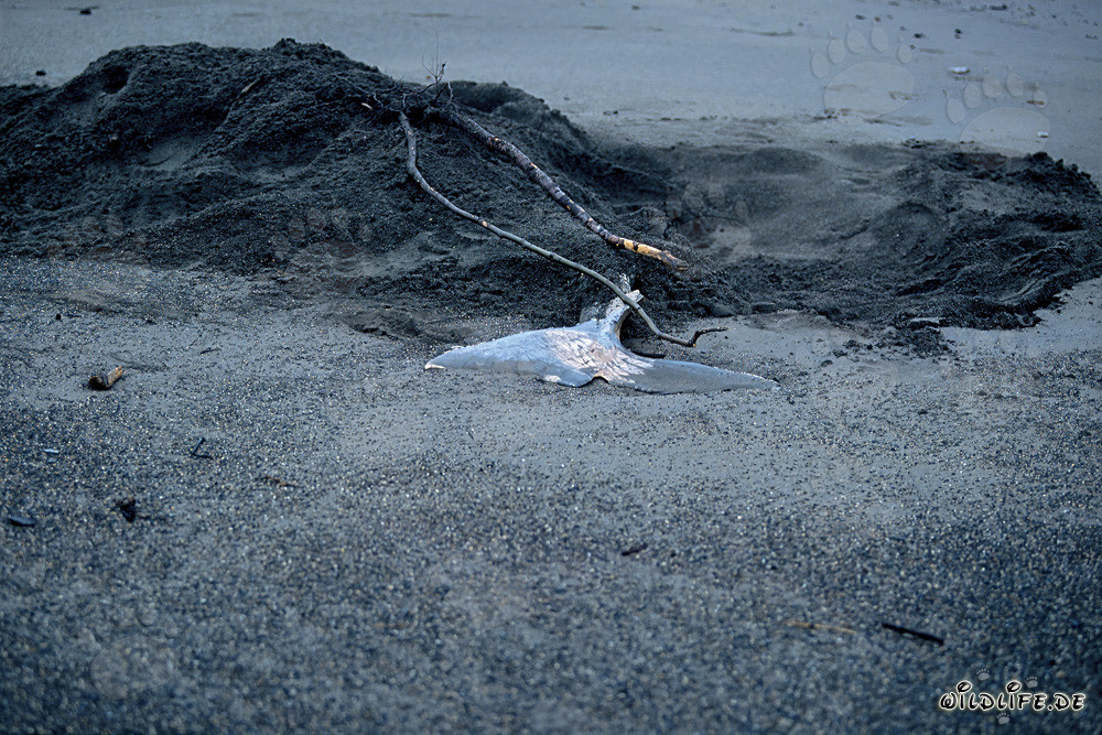 Grizzly bear burying Beluga at Cook Inlet, Alaska