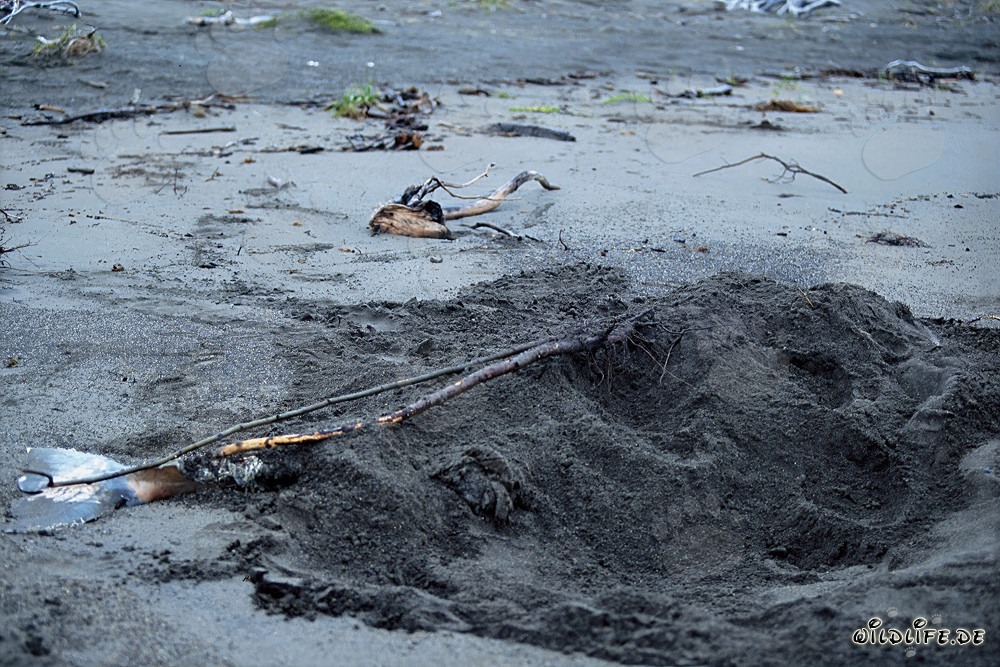 Grizzly bear burying Beluga at Cook Inlet in Alaska
