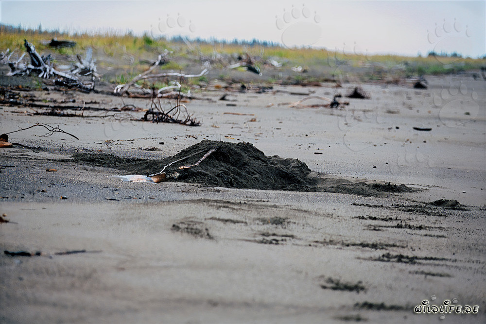 Grizzly Bear Burying Beluga - A Unique Natural Phenomenon in Alaska