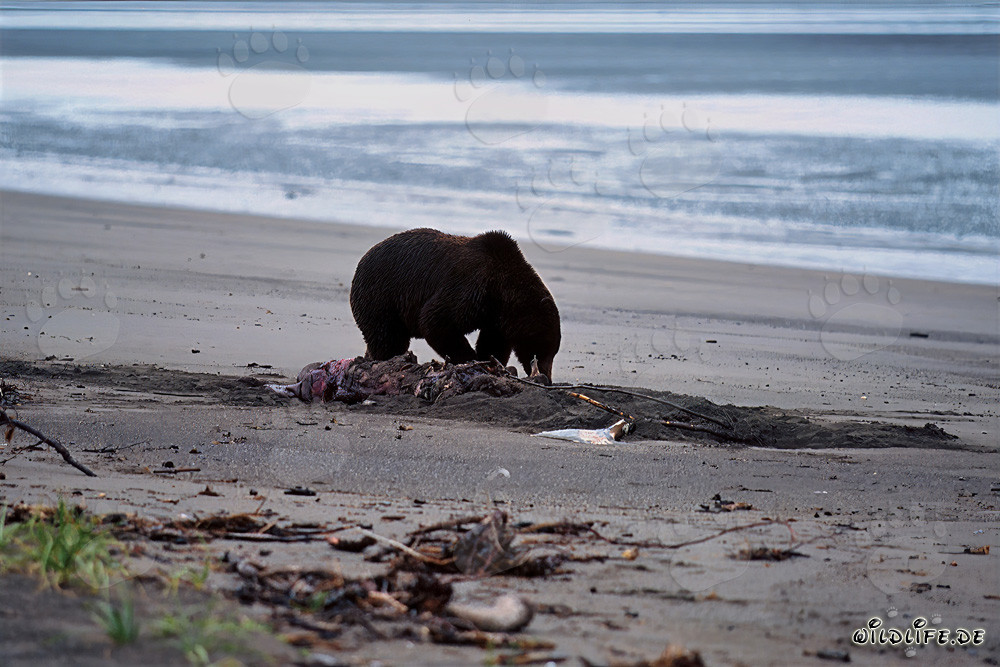 Grizzly Bear at Beluga Depot in Alaska