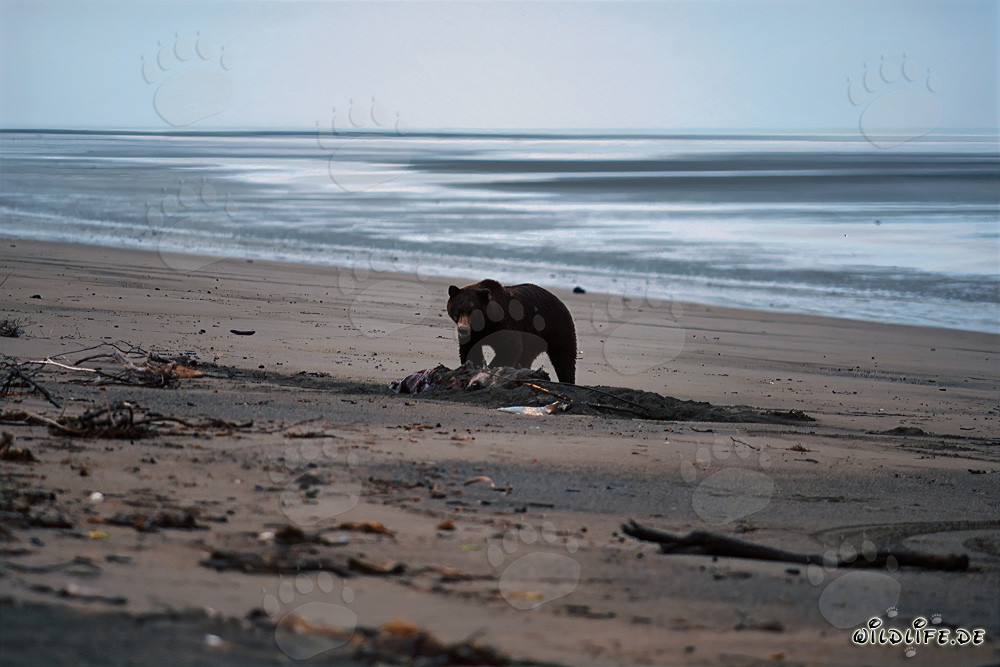 Grizzly Bear at Beluga Depot in Cook Inlet, Alaska