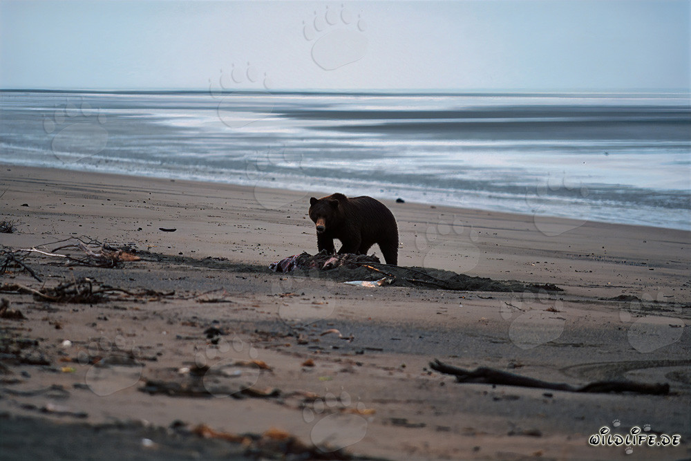 Grizzlybär am Beluga Depot in Cook Inlet, Alaska