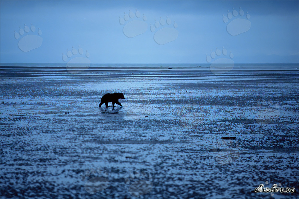 Grizzly Bear on Mussel Search in Cook Inlet, Alaska