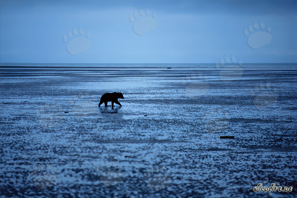 Grizzlybär auf Muschelsuche in Cook Inlet, Alaska