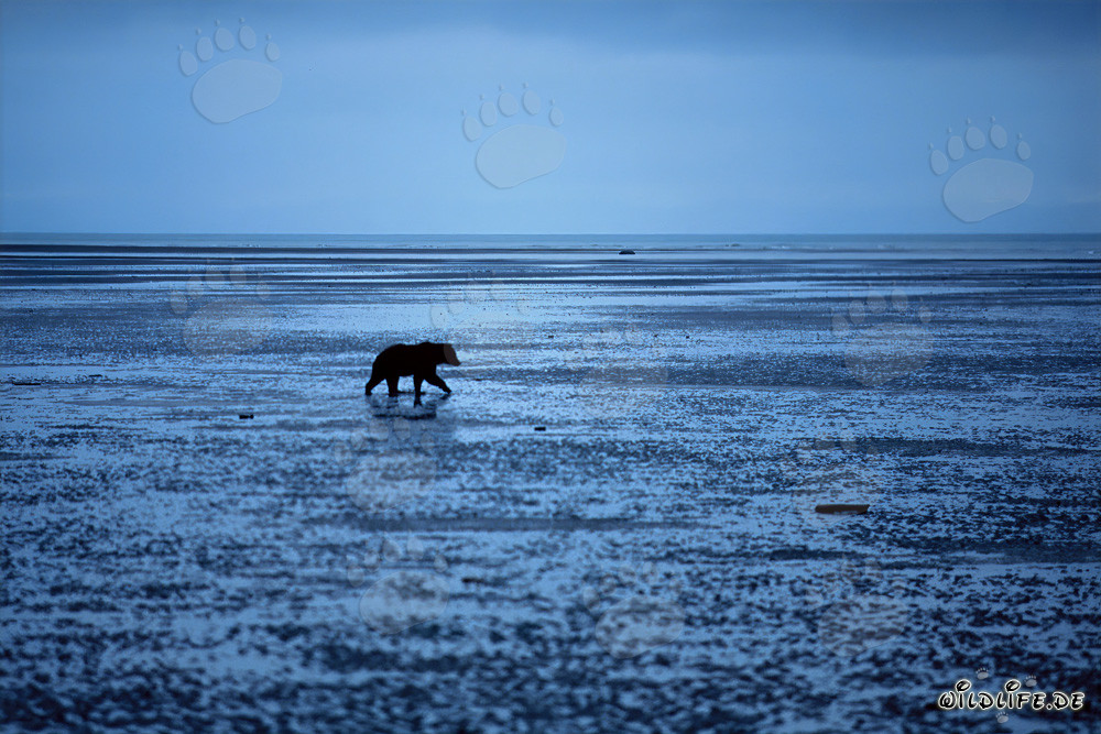 Orso grizzly alla ricerca di conchiglie a Cook Inlet, Alaska
