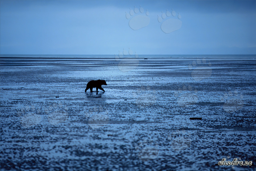 Oso pardo en busca de conchas en Cook Inlet, Alaska