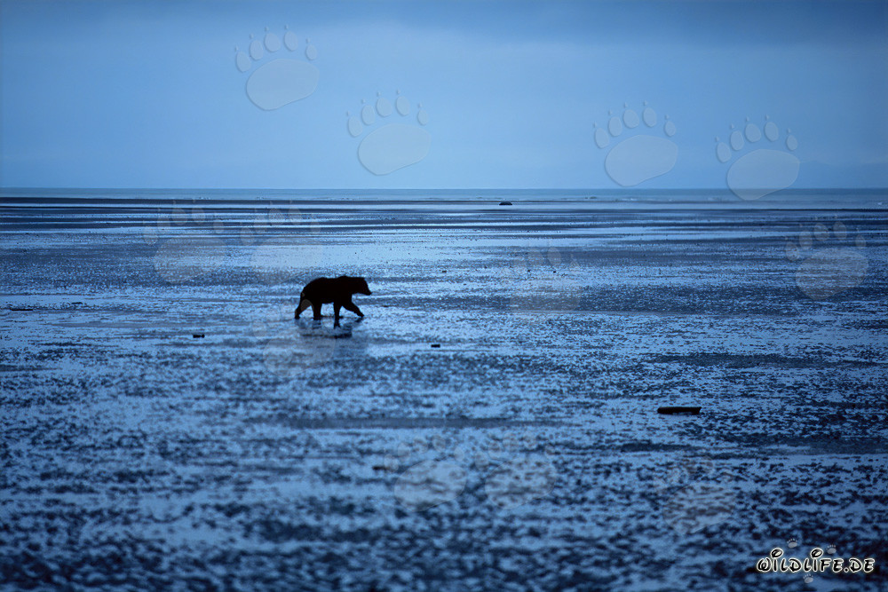 Ours grizzly à la recherche de coquillages dans Cook Inlet, Alaska