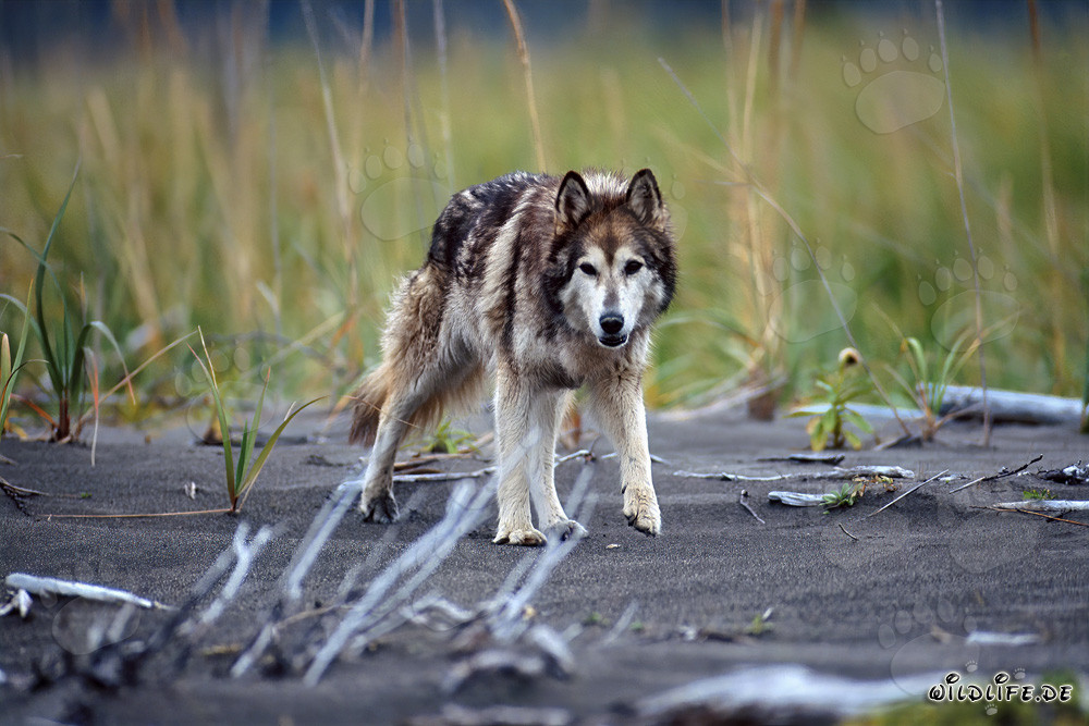 Affascinante cane lupo che gode della spiaggia di Cook Inlet in Alaska, USA