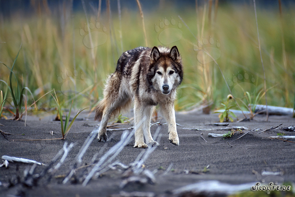 Impressionnant chien-loup profitant de la plage de Cook Inlet en Alaska, USA