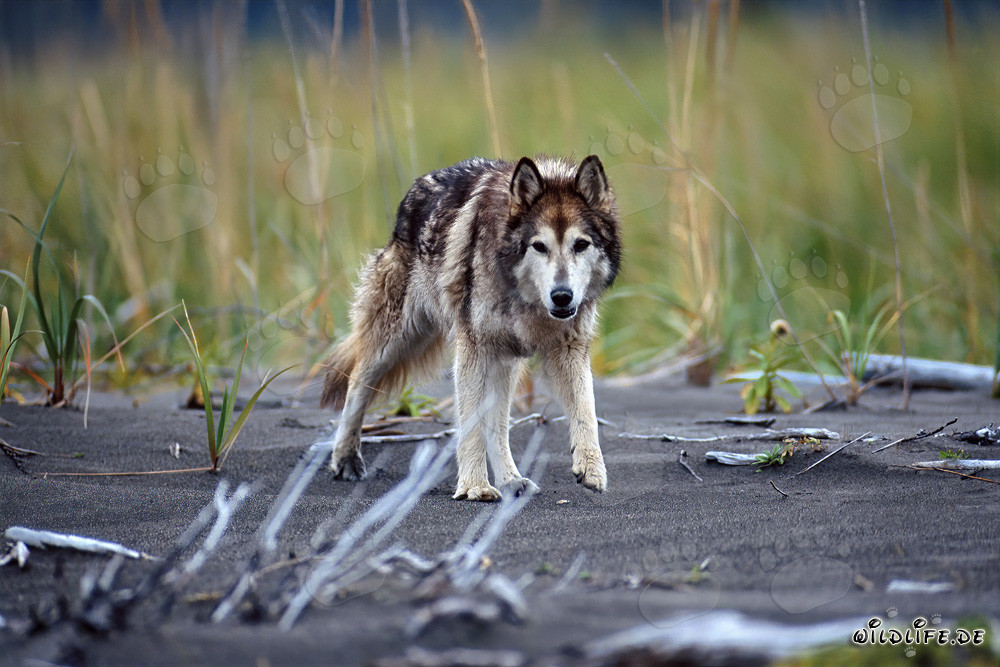 Impresionante perro lobo disfrutando de la playa de Cook Inlet en Alaska, EE. UU.