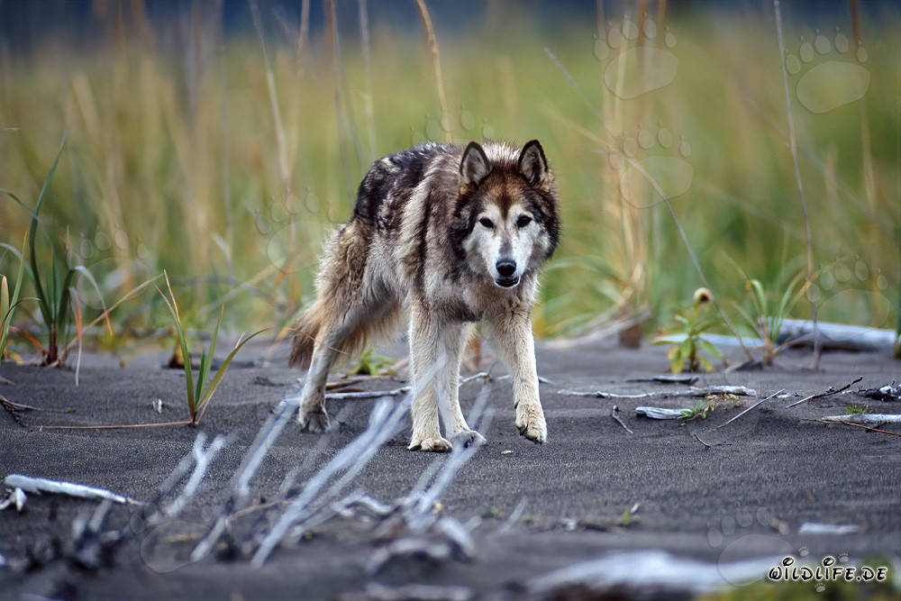 Fascinating wolf dog enjoying the beach of Cook Inlet in Alaska, USA