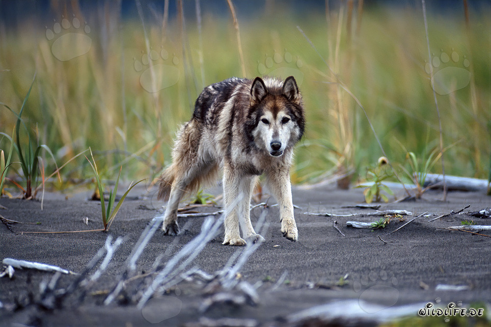 Faszinierender Wolfshund genießt den Strand von Cook Inlet in Alaska, USA
