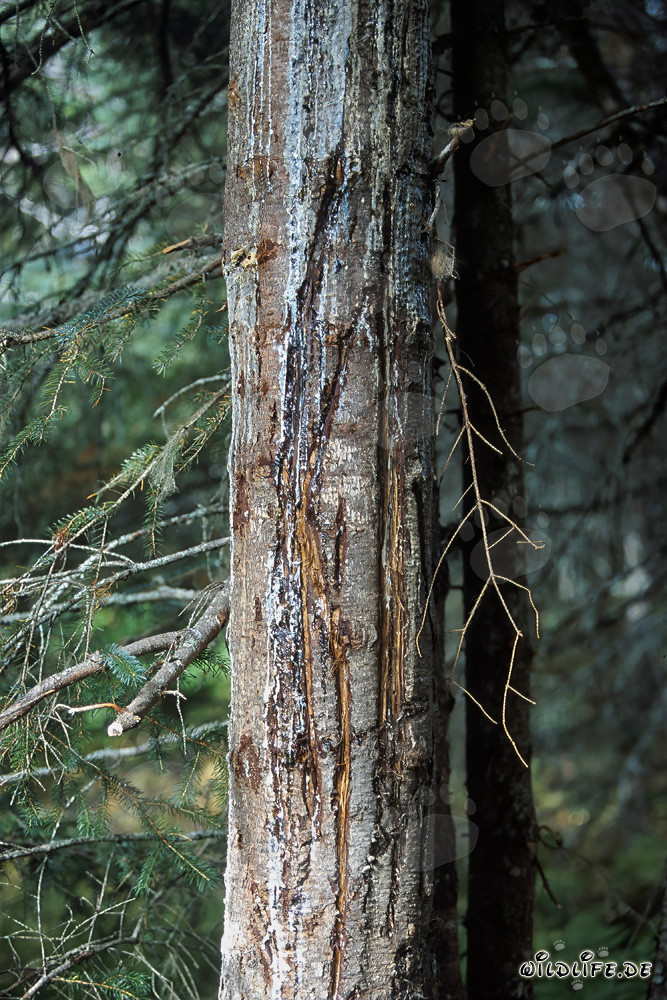 Albero con profonde impronte di artigli d'orso nella foresta dell'Alaska