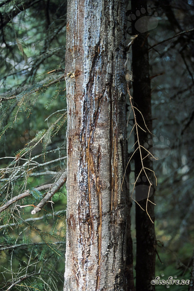 Árbol con profundas huellas de garras de oso en el bosque de Alaska