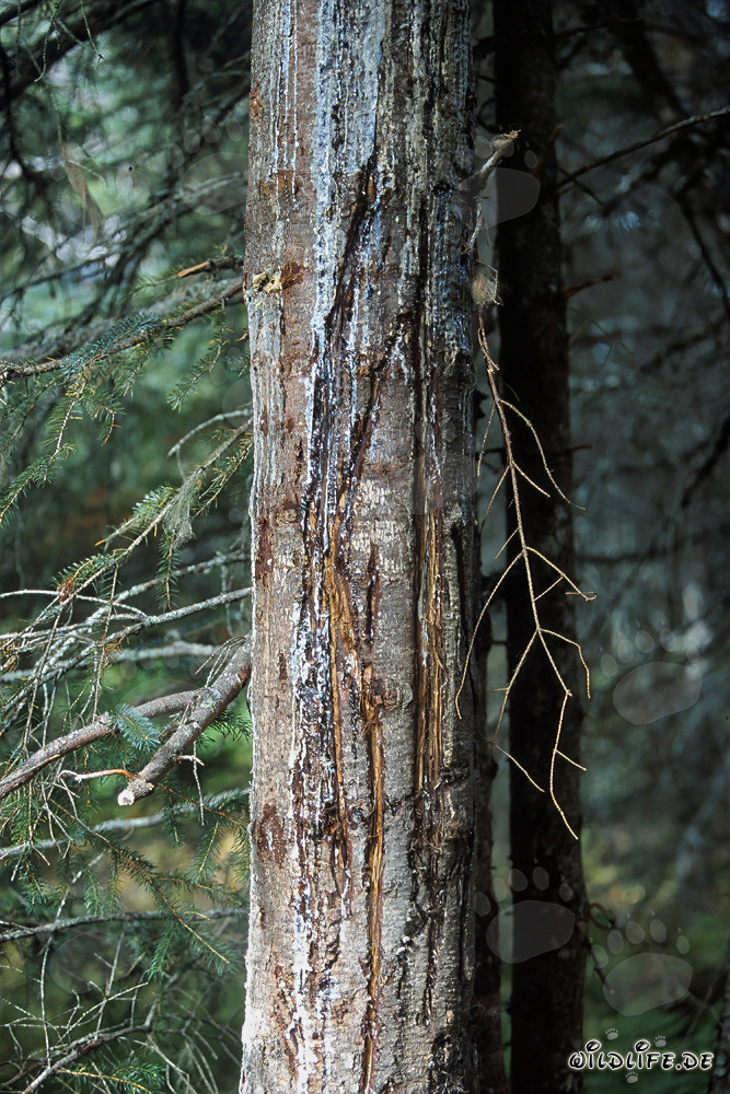 Arbre avec des traces profondes de griffes d'ours dans la forêt d'Alaska