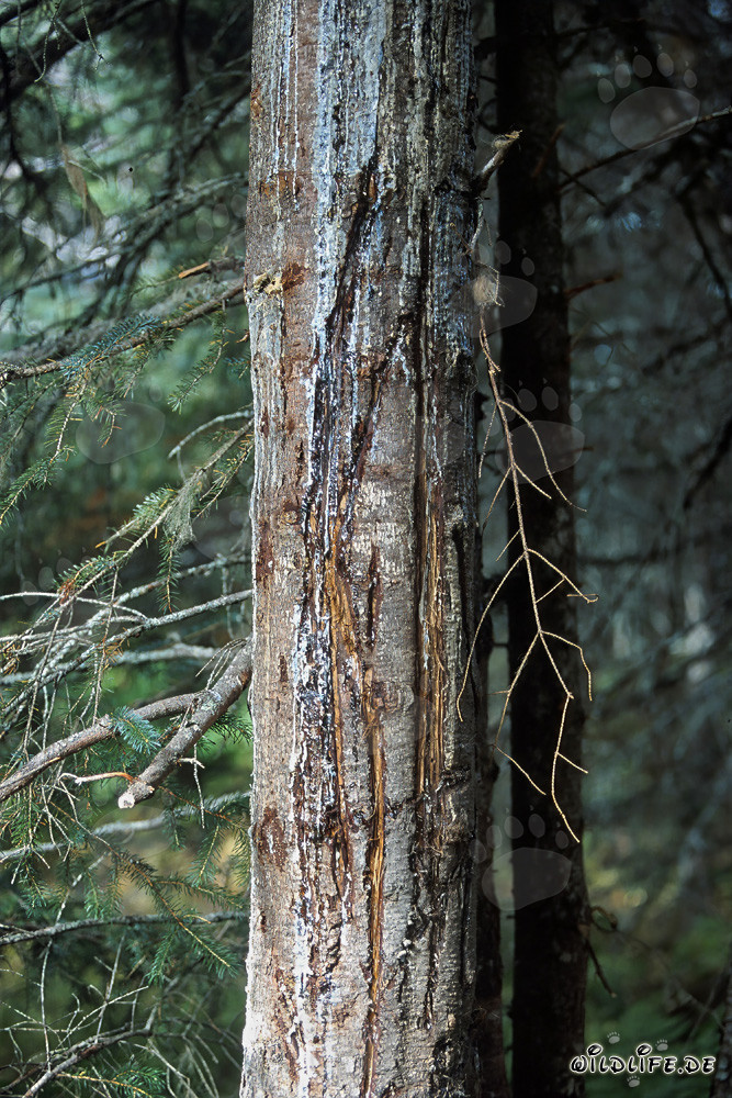 Baum mit tiefen Bärenkrallenspuren im Wald von Alaska