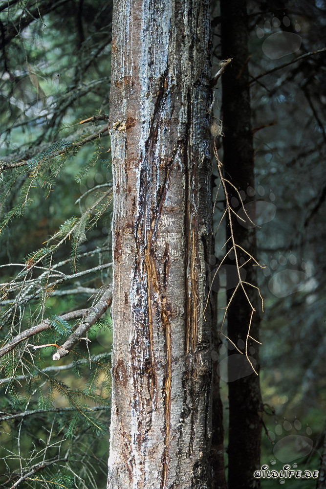Tree with deep bear claws tracking in the forest of Alaska
