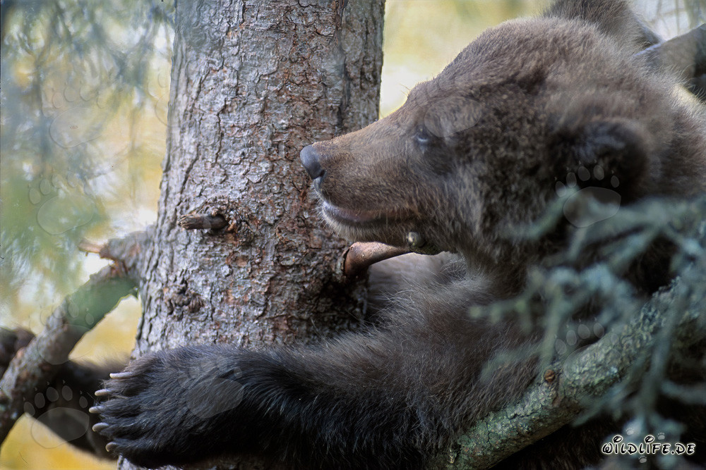 Giovane orso al sicuro su un albero: protezione contro gli orsi bruni maschi