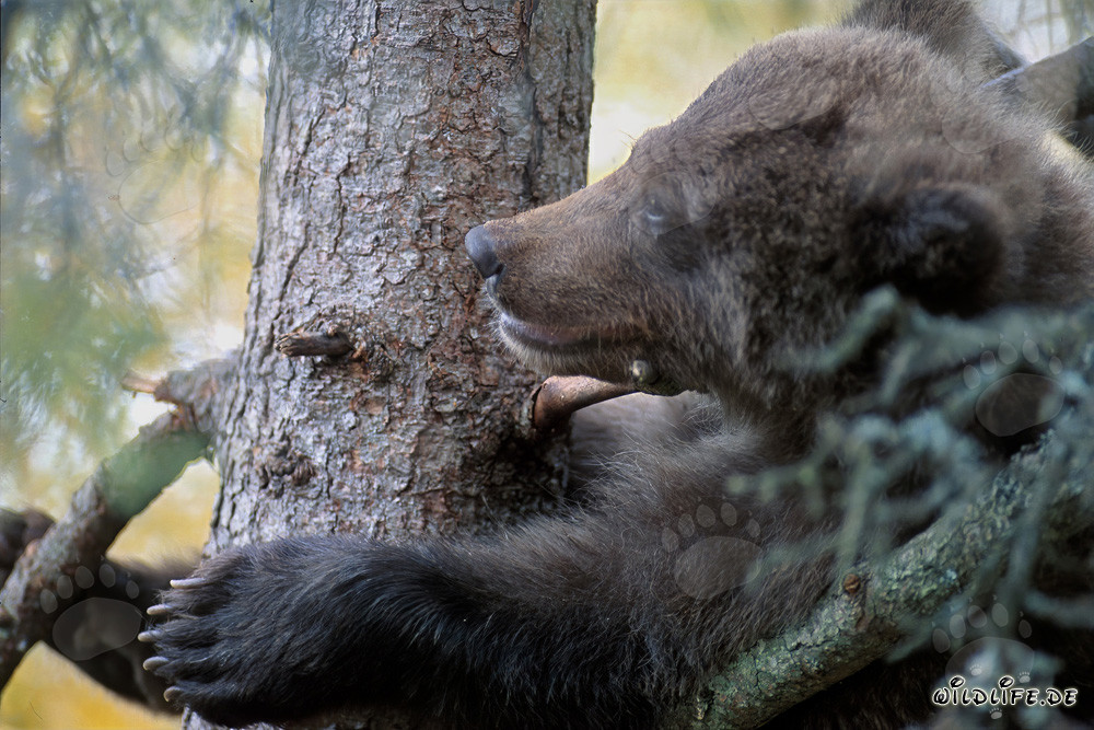 Jeune ours en sécurité sur un arbre : protection contre les ours bruns mâles