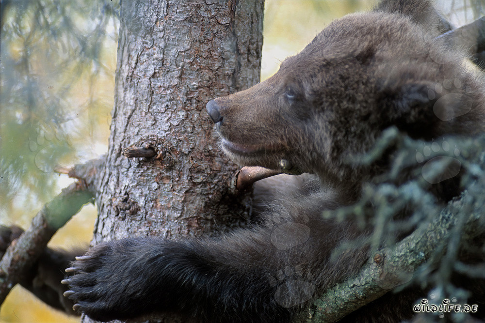 Jungbär sicher auf Baum: Schutz vor männlichen Braunbären