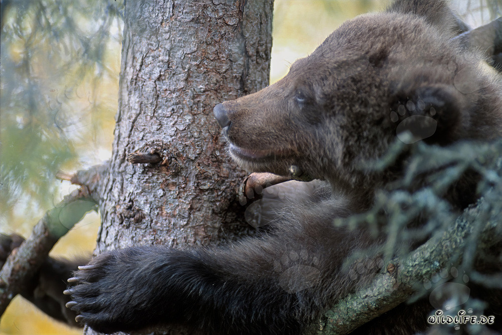 Oso joven seguro en un árbol: protección contra osos pardos machos