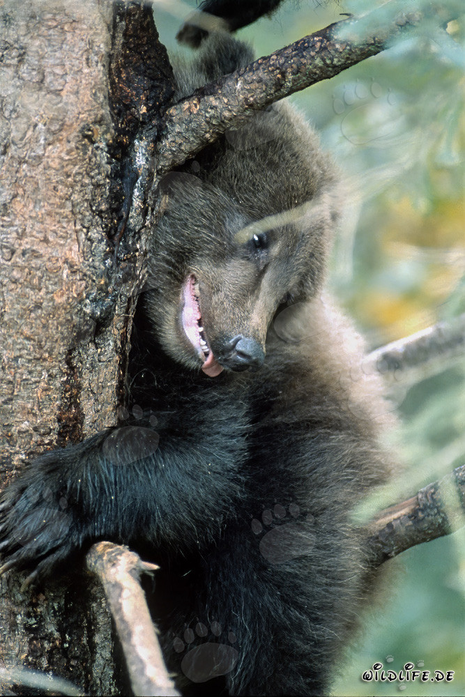 Mirada relajada del pequeño oso pardo desde el árbol