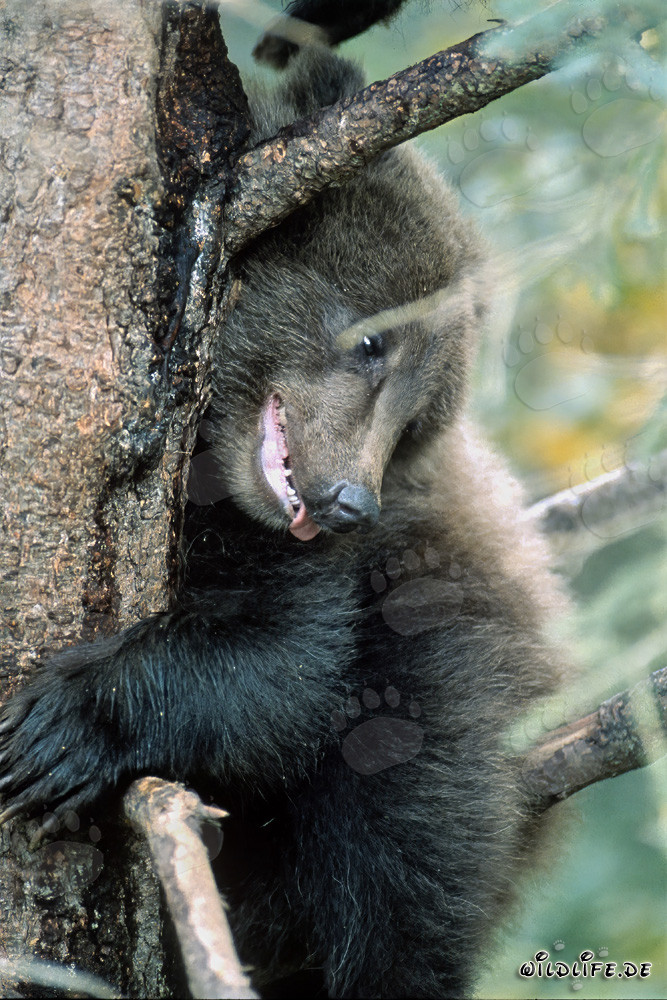 Regard détendu du petit ours brun depuis l'arbre
