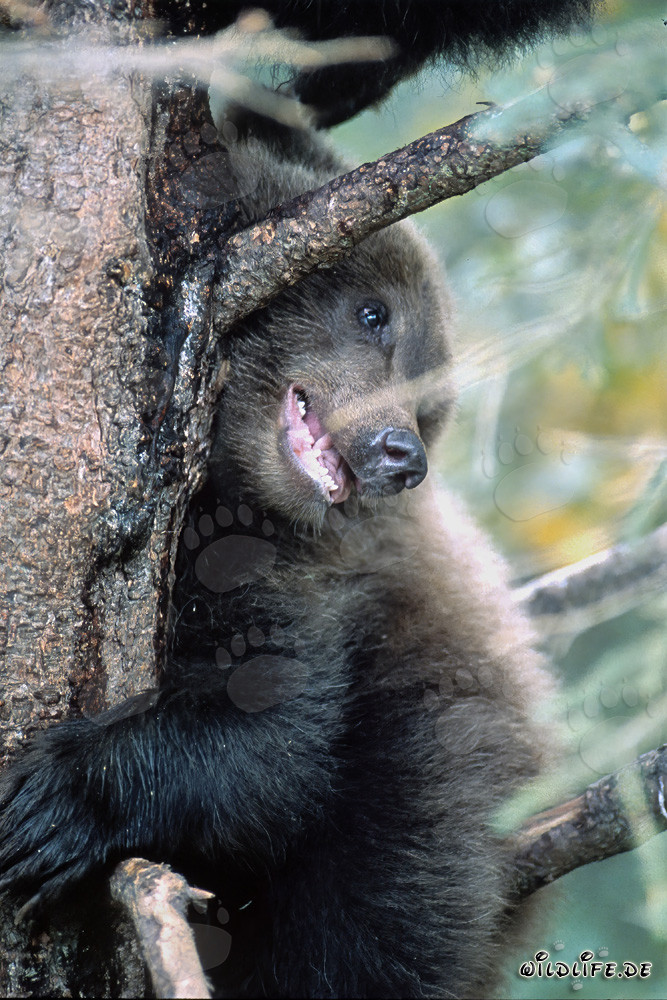 Kleiner Braunbär beobachtet Mama beim Lachsfischen in Alaska