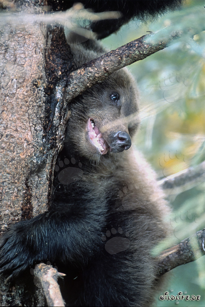 Pequeño oso pardo observa a su mamá pescar salmones en Alaska