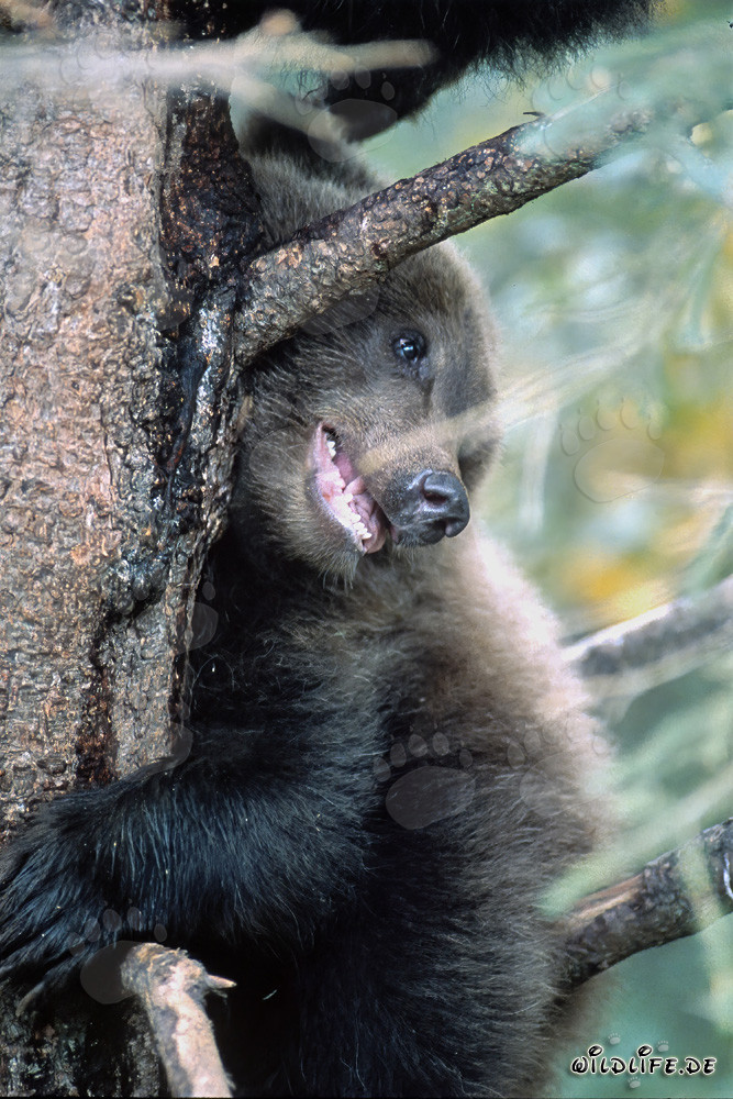 Piccolo orso bruno osserva la mamma pescare salmoni in Alaska