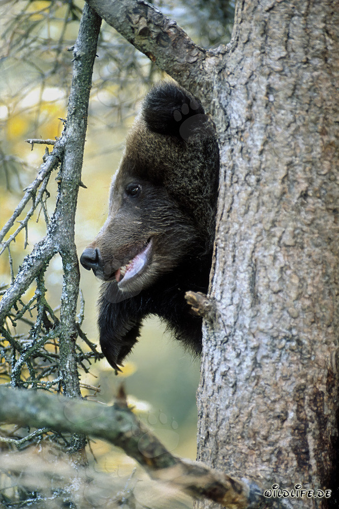 Jungbär beobachtet entspannt vom Baum aus