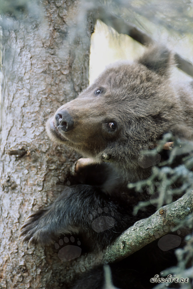 Kleiner Braunbär beobachtet ängstlich die Umgebung vom Baum aus
