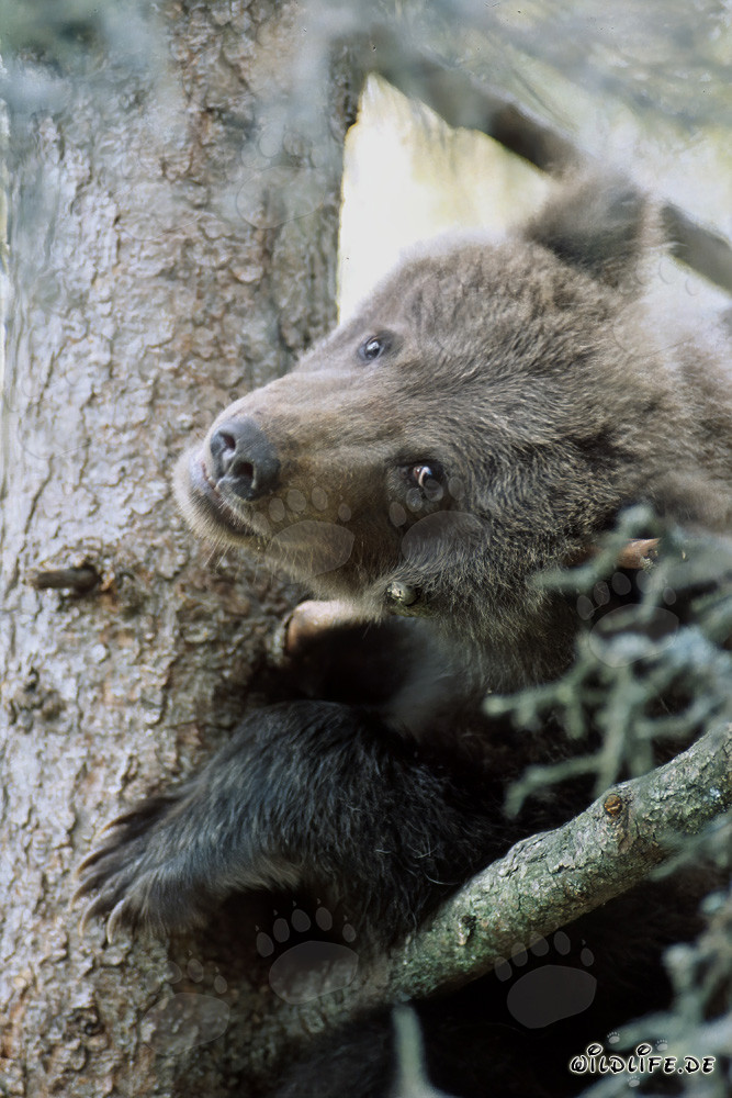 Little brown bear anxiously observes the surroundings from the tree
