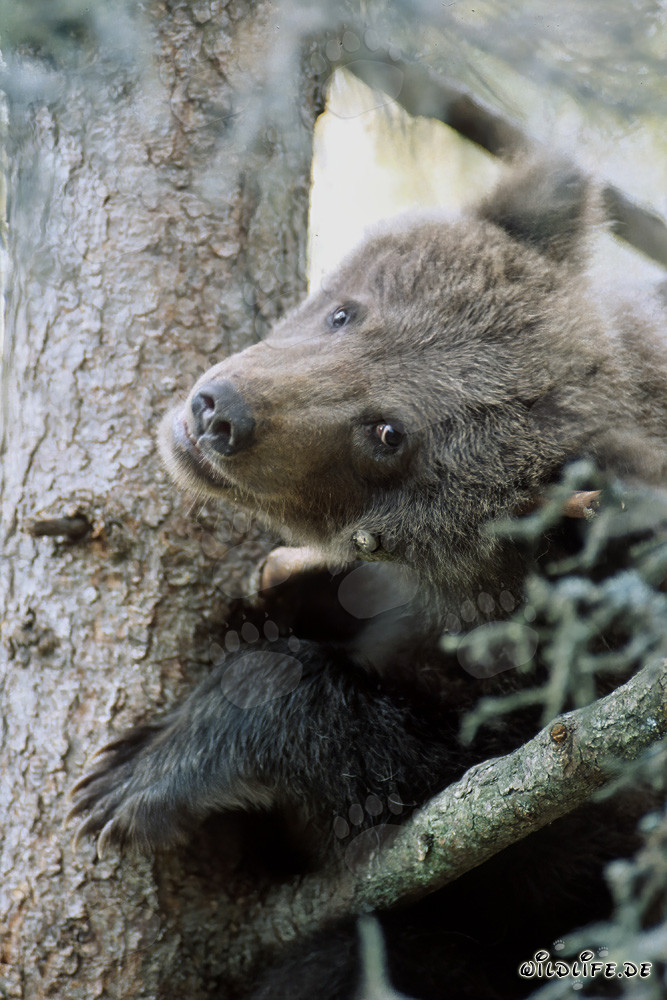 Pequeño oso pardo observa ansiosamente el entorno desde el árbol