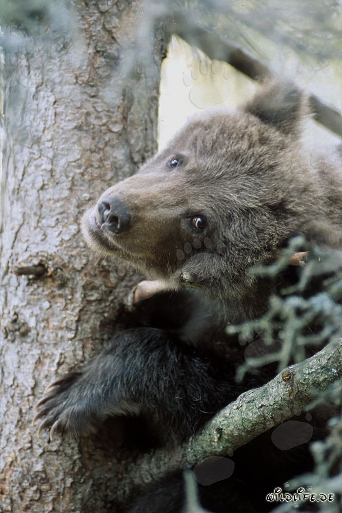 Piccolo orso bruno osserva ansiosamente l'ambiente dall'albero