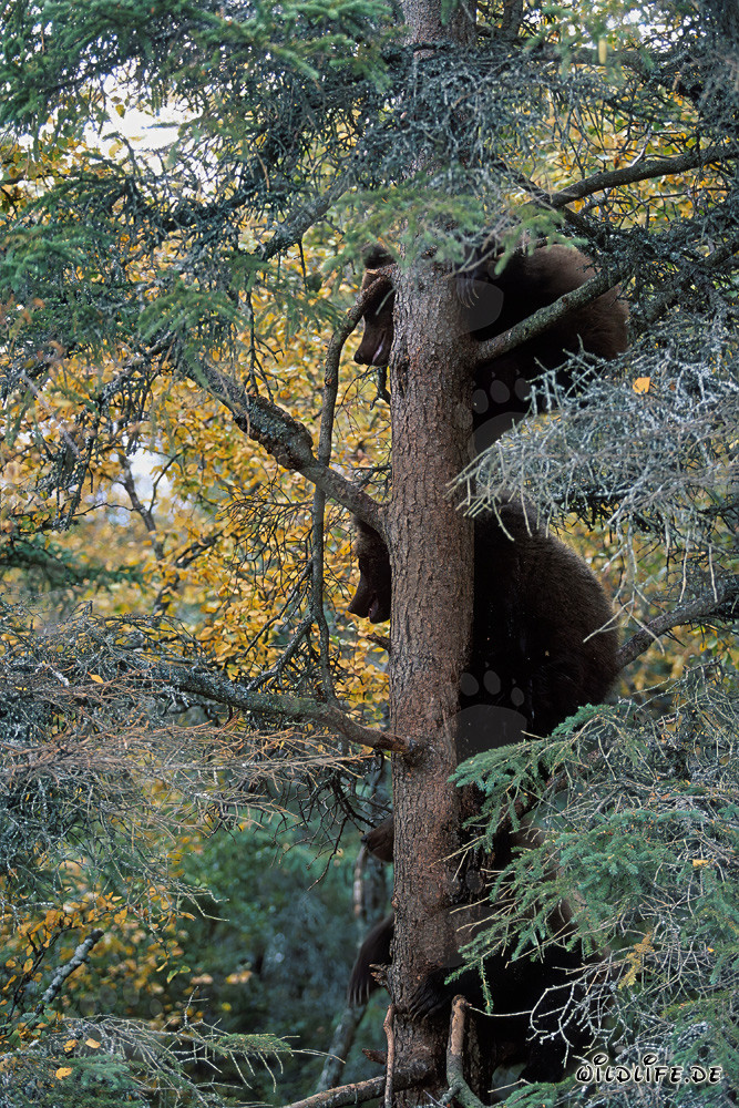 Three little brown bears climbing up a tree
