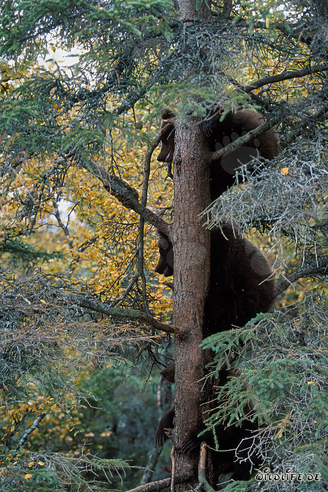 Tre piccoli orsi bruni arrampicano su un albero