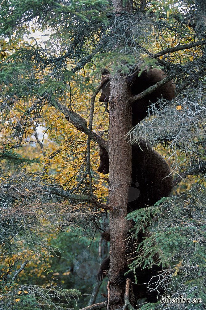 Tres pequeños osos pardos trepan a un árbol