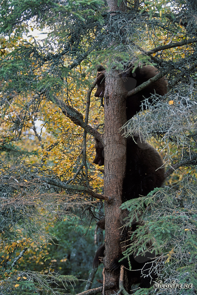 Trois petits ours bruns grimpent sur un arbre
