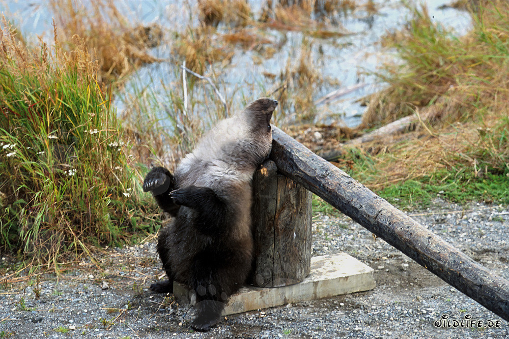 Little brown bear looks in the sky