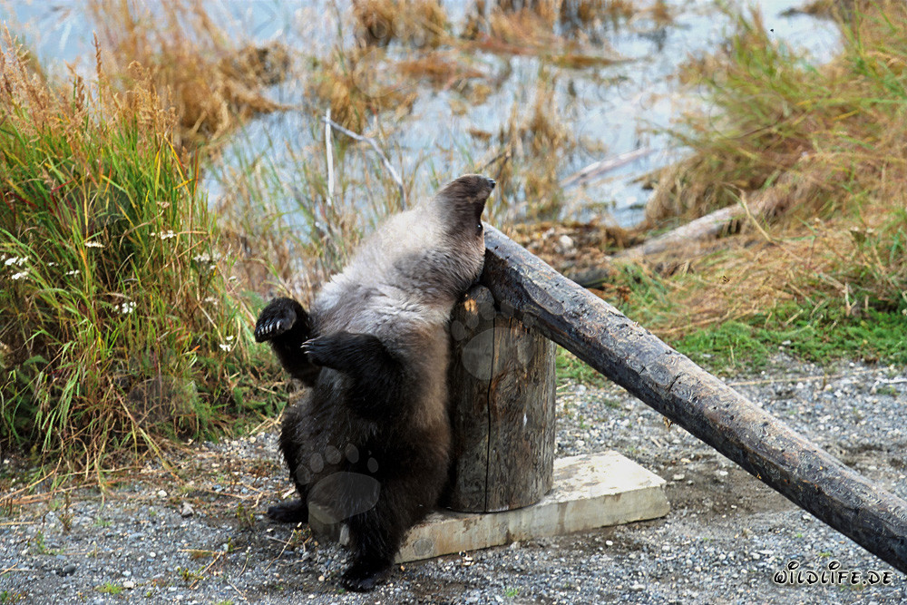 Pequeño oso pardo mira al cielo