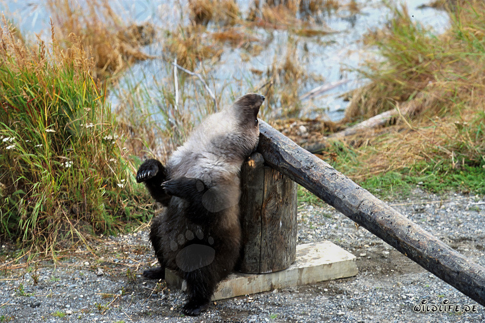 Petit ours brun regarde le ciel